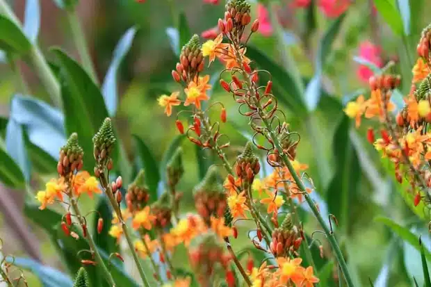 Λουλούδια Bulbine frutescens